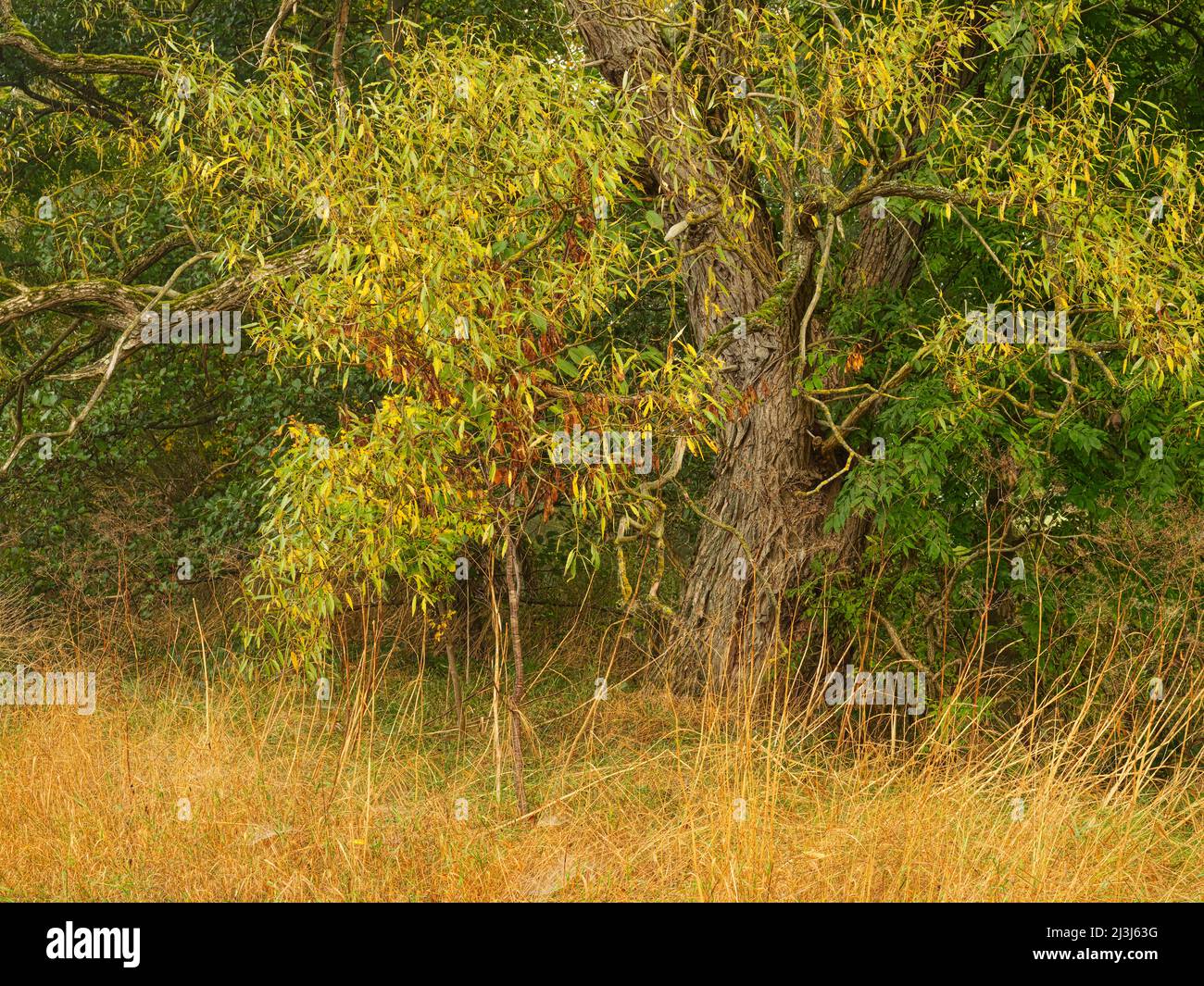 Europa, Germania, Assia, entroterra, parco naturale Lahn-Dill-Bergland, Nebbia d'autunno al fiume Lahn vicino Dautphetal, vecchio albero di salice Foto Stock