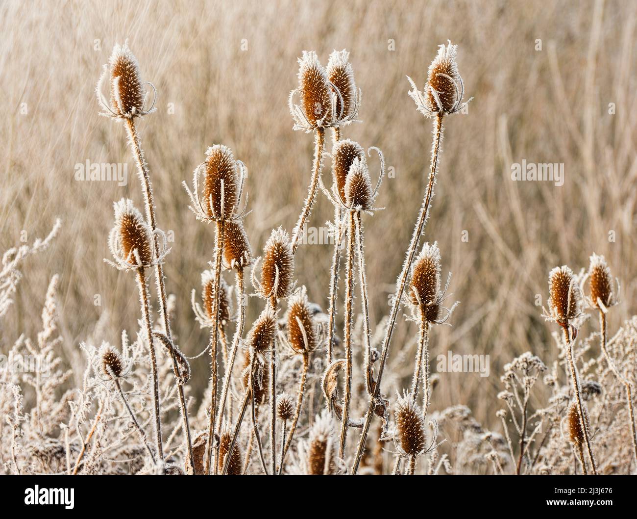 Europa, Germania, Assia, Marburger Land, cardoon selvatico (Dipsacus Fullonum) in gelo di bue nei prati di Lahntal Foto Stock