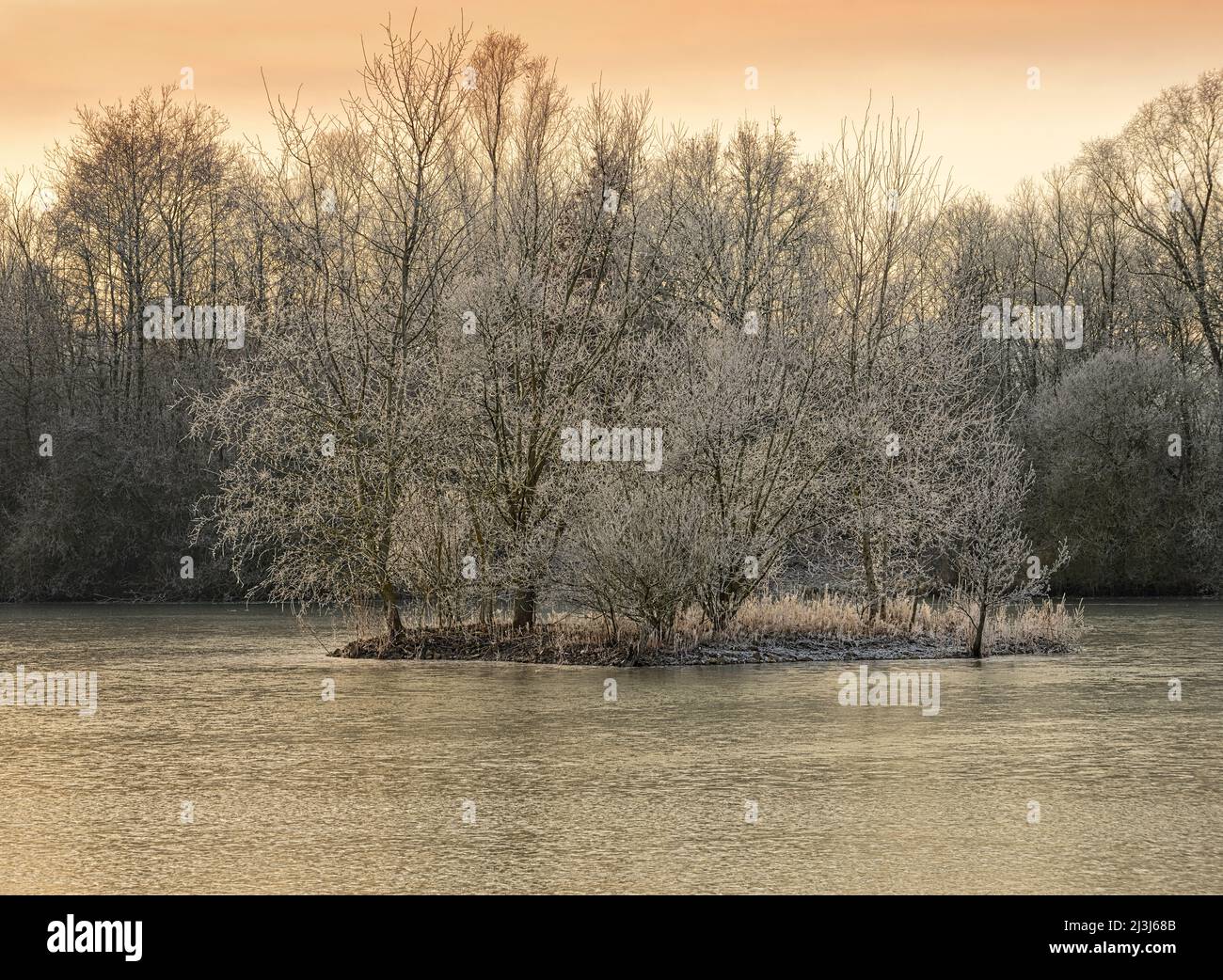 Europa, Germania, Assia, Marburger Land, atmosfera di hoarfrost nei prati del fiume Lahn vicino Lahntal, isola alberata Foto Stock