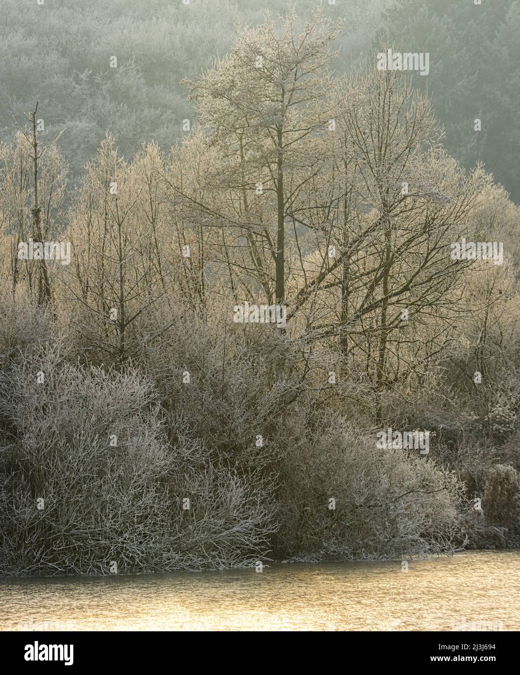 Europa, Germania, Assia, Marburger Land, atmosfera di hoarfrost nei prati del fiume Lahn vicino Lahntal Foto Stock