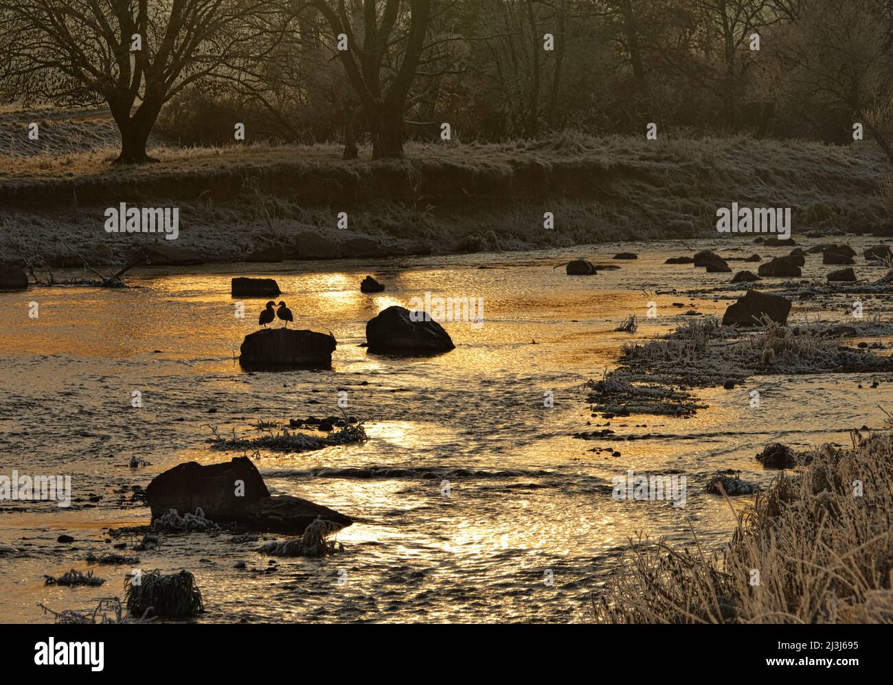 Europa, Germania, Assia, Marburger Land, atmosfera invernale sul fiume Lahn vicino a Sterzhausen, luce notturna Foto Stock