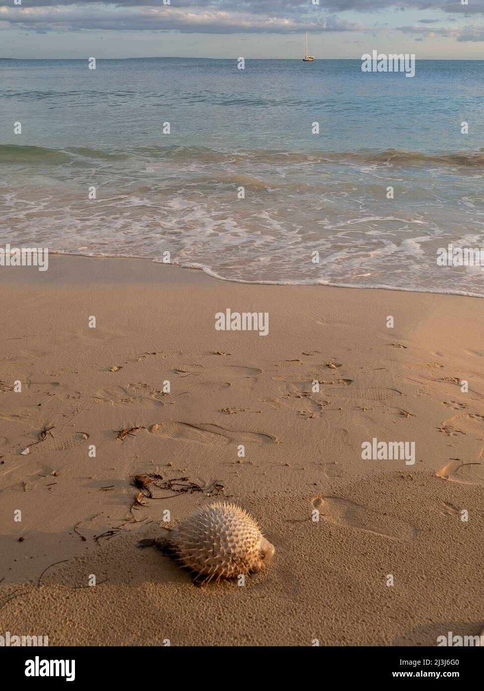 Pesce soffer morto sulla riva di una spiaggia con sabbia chiara, schiuma e mare blu al tramonto. Foto Stock