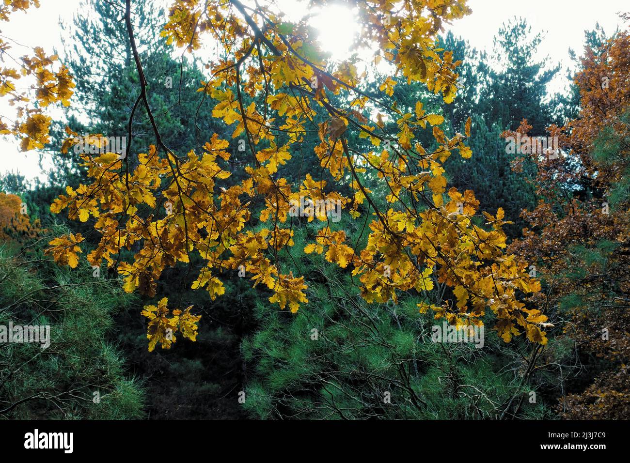 Foglie autunnali di quercia nel Parco dell'Etna, in Sicilia Foto Stock