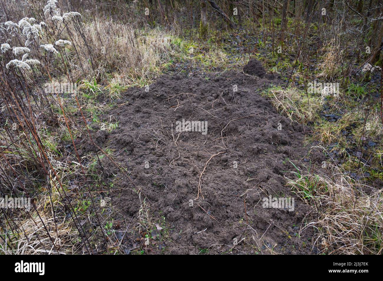 Terreno agitato da cinghiale foraging, gennaio, inverno, Assia, Germania Foto Stock