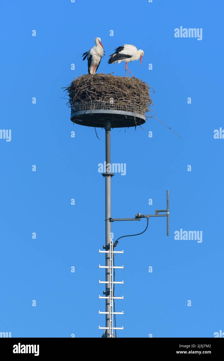 Cicogne bianche (Ciconia ciconia) nidificanti su un palo della radio, Assia, Germania Foto Stock