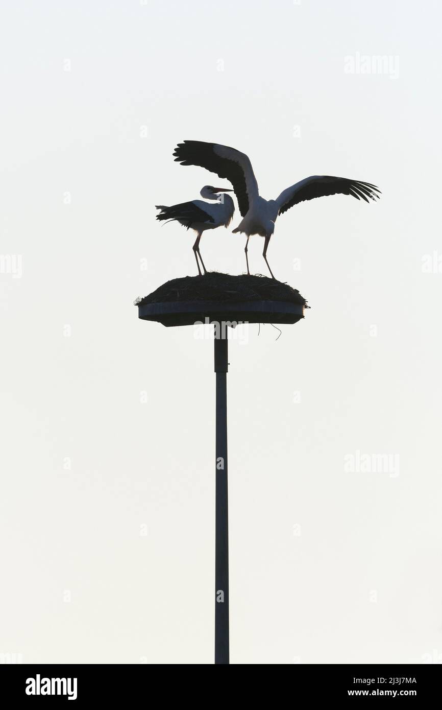Cicogne bianche (Ciconia ciconia) sul nido, primavera, Assia, Germania Foto Stock