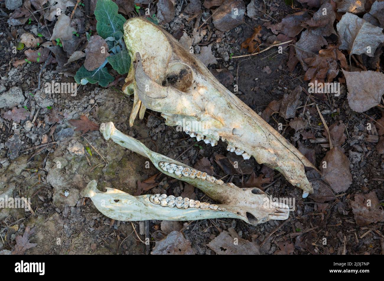 Cranio di cinghiale, Sus scrofa, Assia, Germania, Europa Foto Stock