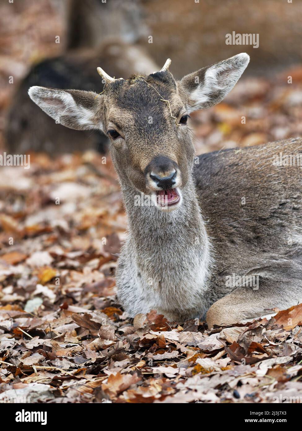 Cervo giovane, cervo matto, dama dama, Foto Stock