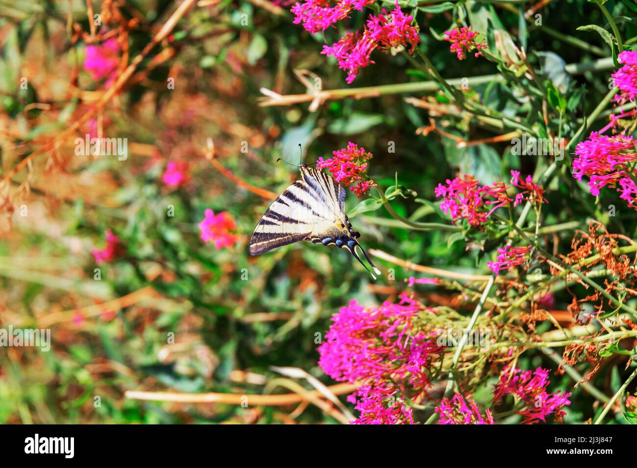 Farfalla a coda di rondine (Iphiclides podalirius) che sorvola i fiori, Vernazza, cinque Terre, Liguria, Italia Foto Stock