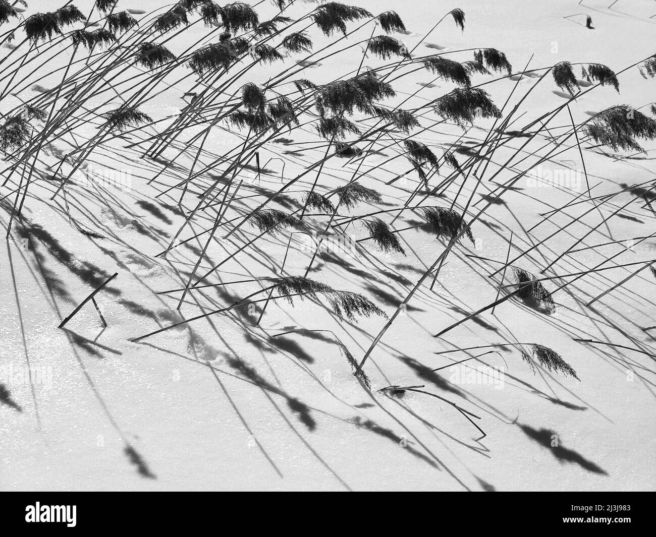 Canne che sporgono dalla copertura di ghiaccio nel lago Ferchensee Foto Stock