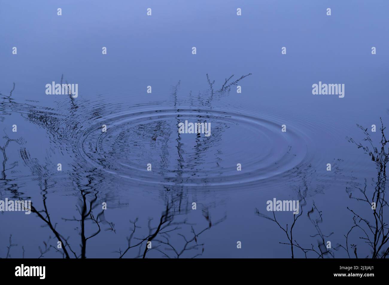 I rami si riflettono nell'acqua dello stagno di piselli, una goccia d'acqua che cade forma un cerchio sulla superficie dell'acqua, Francia, Lorena, dipartimento Mosella, Bitcherland, Parco Regionale dei Vosgi del Nord, Riserva della Biosfera Pfälzerwald-Nordvogesen Foto Stock