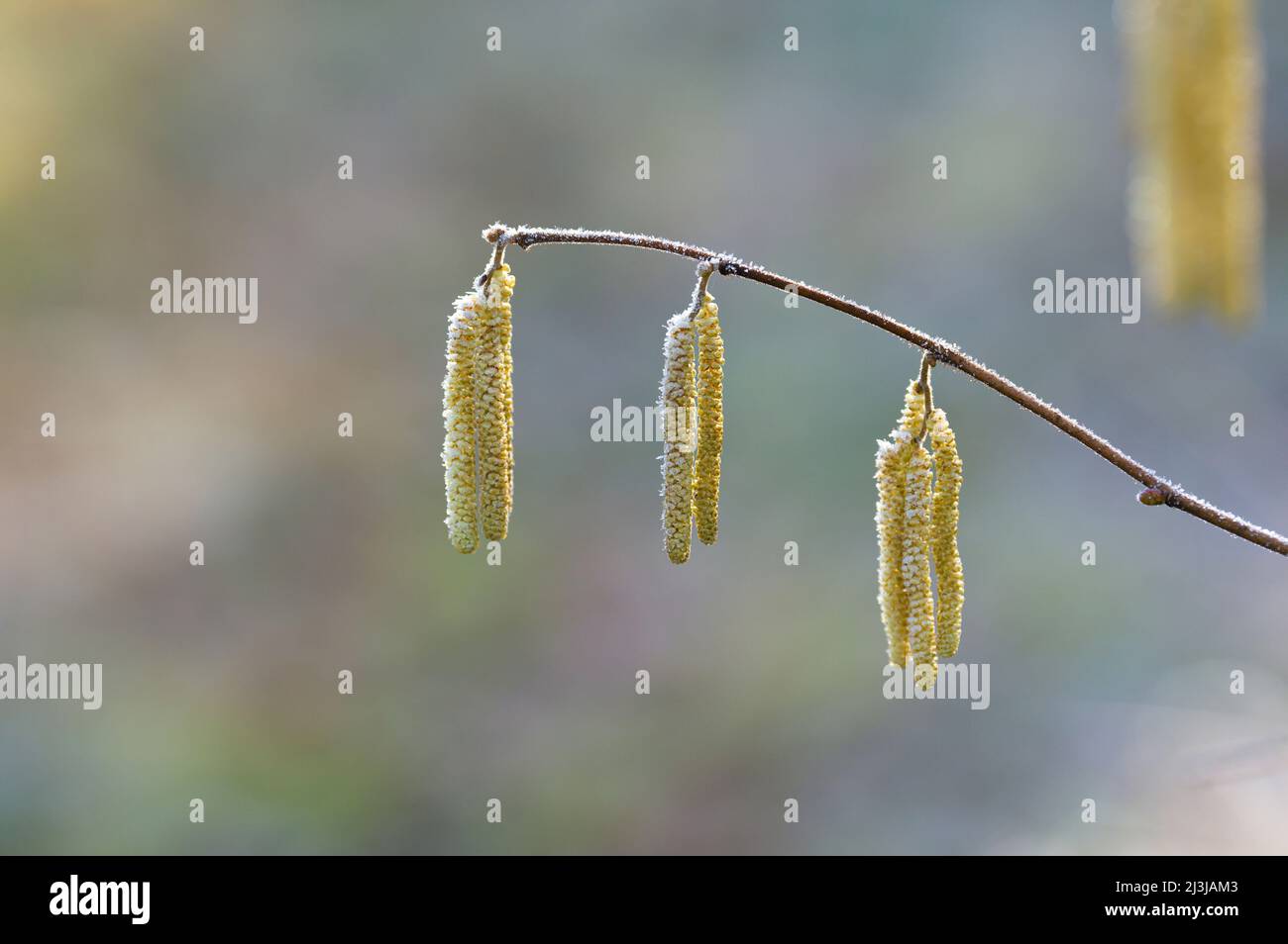 Le catkins di fiori di nocciola (Corylus avellana) sono ricoperte di gelo, luce del mattino, Wasgau, Parco Naturale Pfälzerwald, Riserva della Biosfera Pfälzerwald-Nordvogesen, Germania, Renania-Palatinato Foto Stock