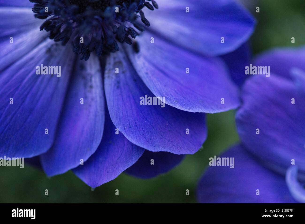Corona anemone (Anemone coronaria), fiori in blu-viola, blu-nero Stamens Foto Stock