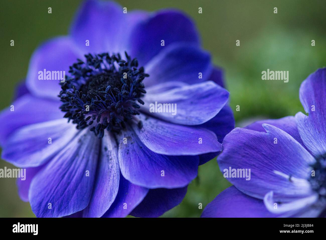 Corona anemone (Anemone coronaria), fiori in blu-viola, blu-nero Stamens Foto Stock