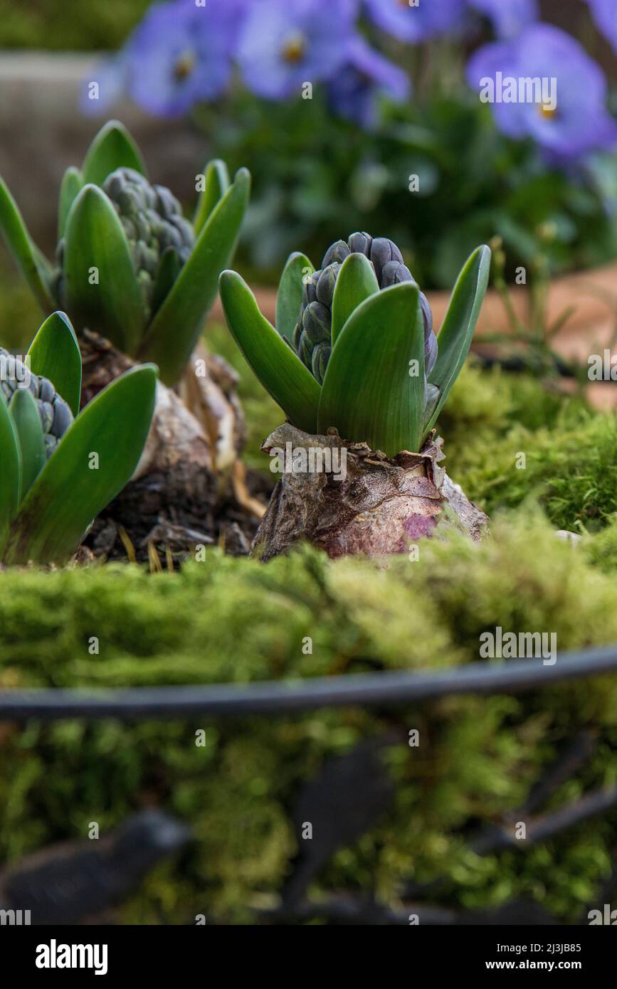 Giacinti (Hyacinthus), giacinti da giardino, bulbi con boccioli di fiori in un cesto di filo, coperto di muschio Foto Stock