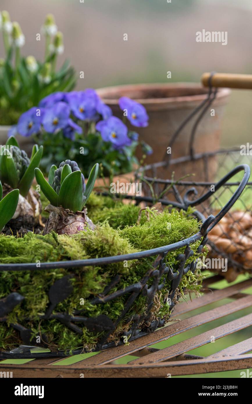 Giacinti (Hyacinthus), giacinti da giardino, bulbi con boccioli di fiori in un cesto di filo, pentole con fiori primaverili e cestino con bulbi plug-in. Foto Stock