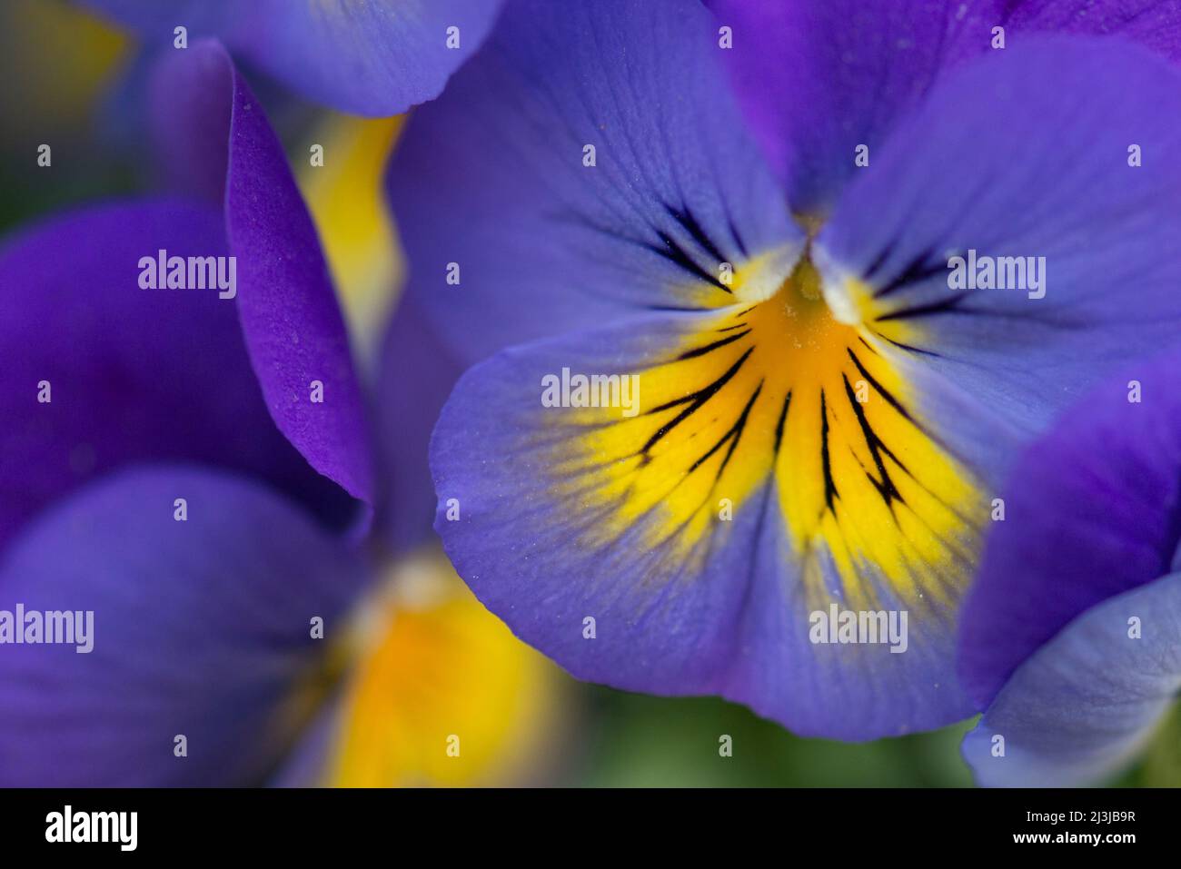 Viola cornuta (viola cornuta), fiore viola e giallo Foto Stock