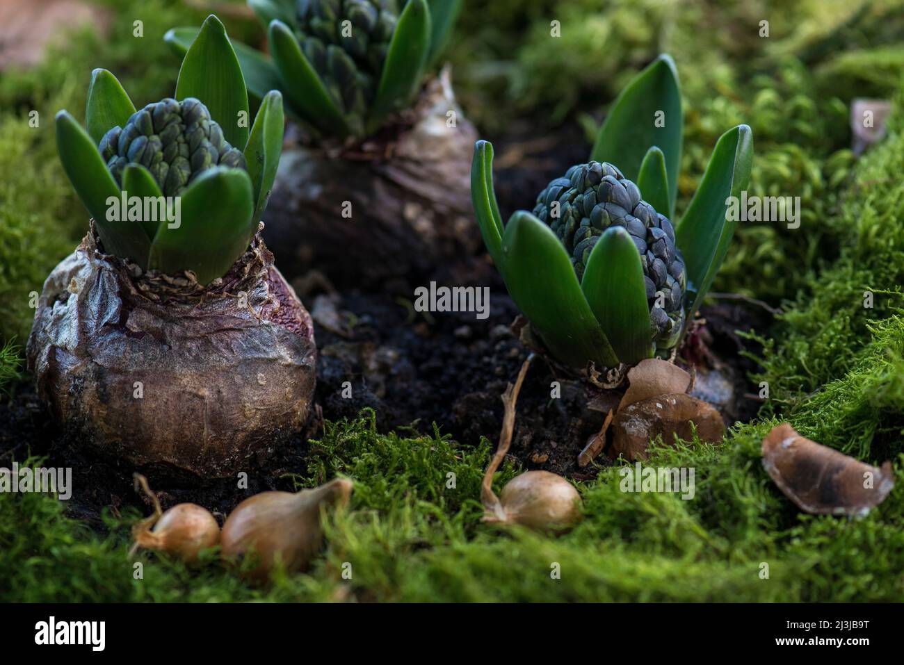 Giacinti (Hyacinthus), giacinti da giardino, bulbi con boccioli di fiori in vaso, coperti di muschio Foto Stock