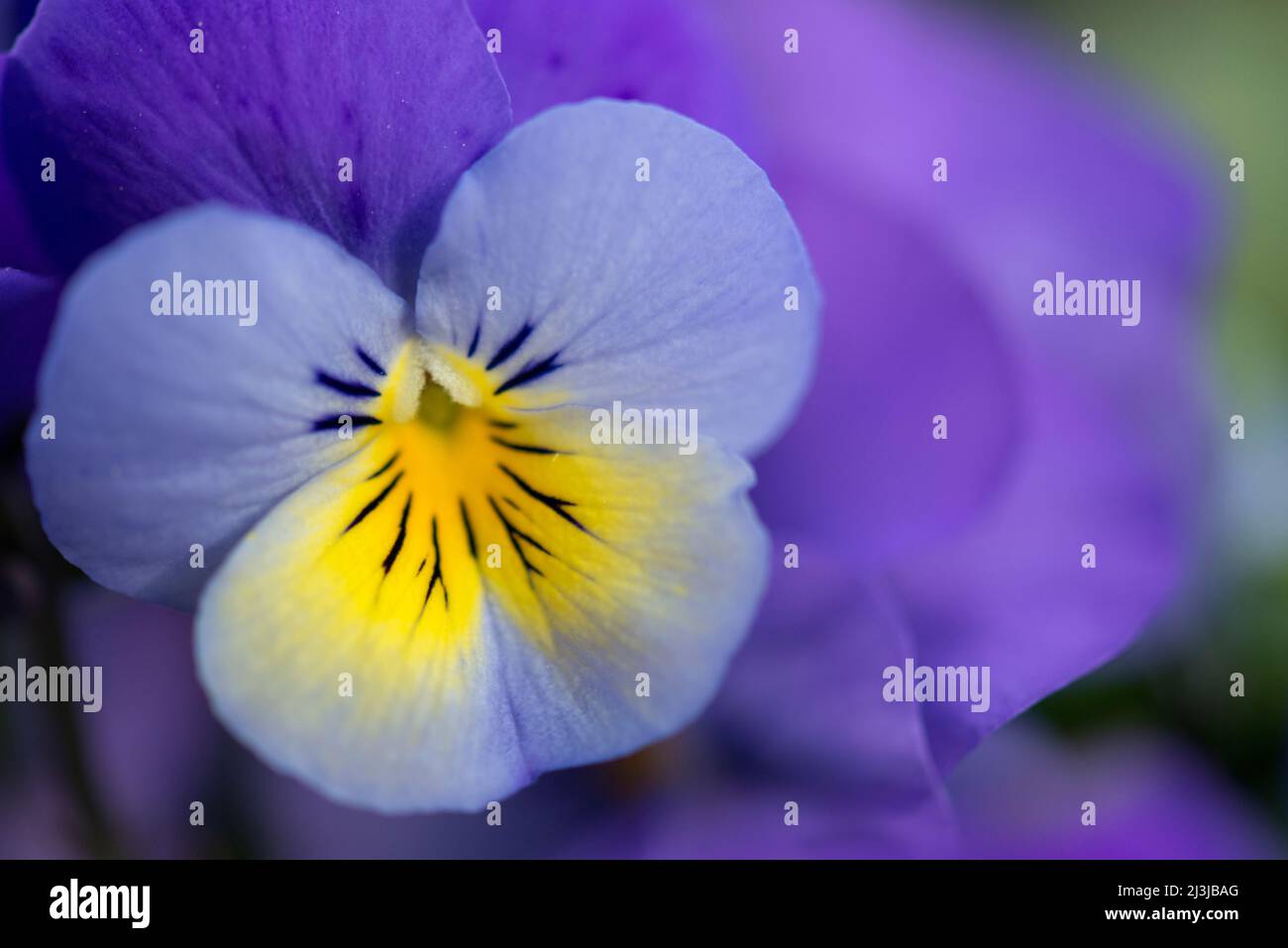 Viola cornuta (viola cornuta), fiore viola e giallo Foto Stock