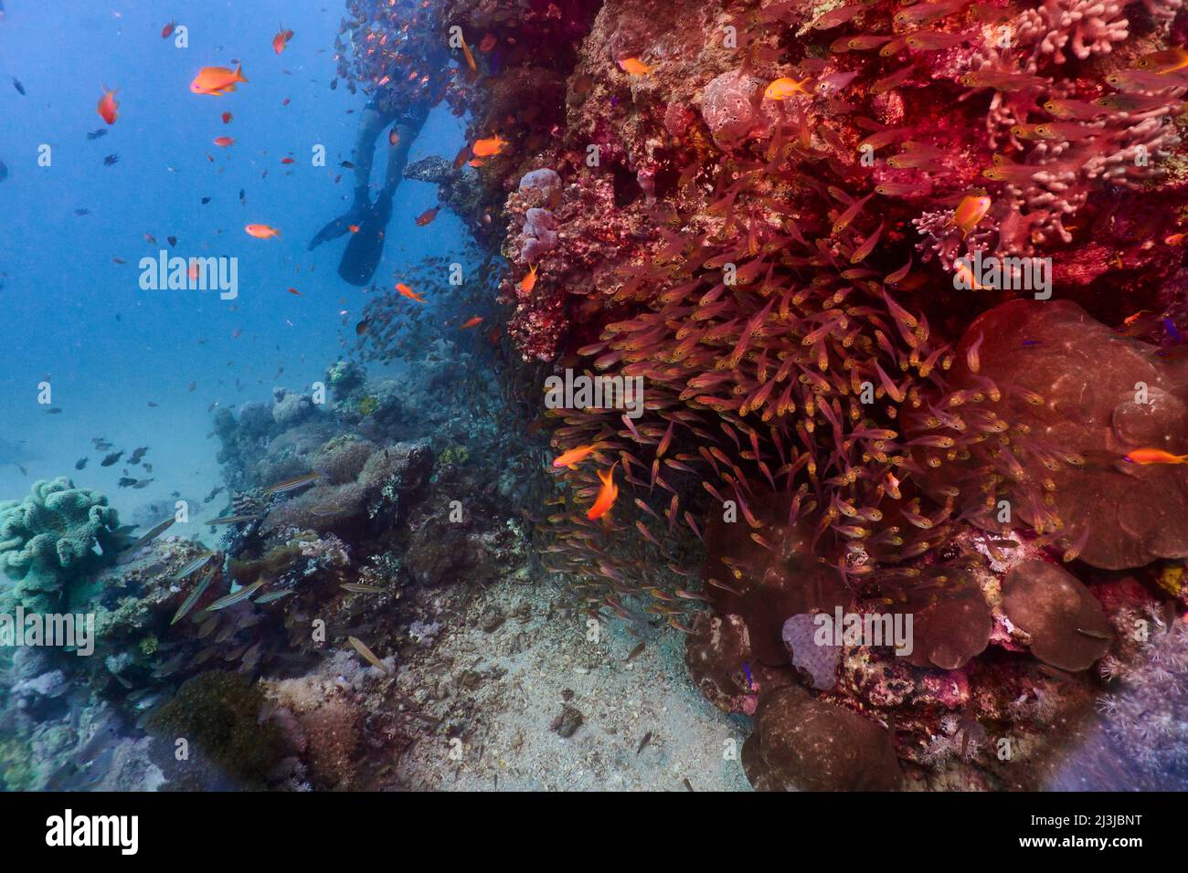 Immersioni subacquee nel Mar Rosso, Makadi Bay, Nord Africa, Coral Reef con sciami di pesci, Foto Stock