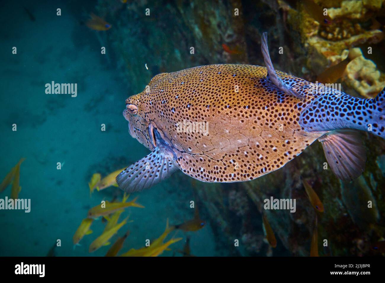 Immersioni subacquee nel Mar Rosso, Makadi Bay, Nord Africa, Boxfish Foto Stock