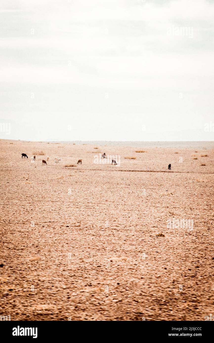 Deserto, arido, Paesaggio, Goat, Pastore, Maghreb, Marocco, Africa Foto Stock
