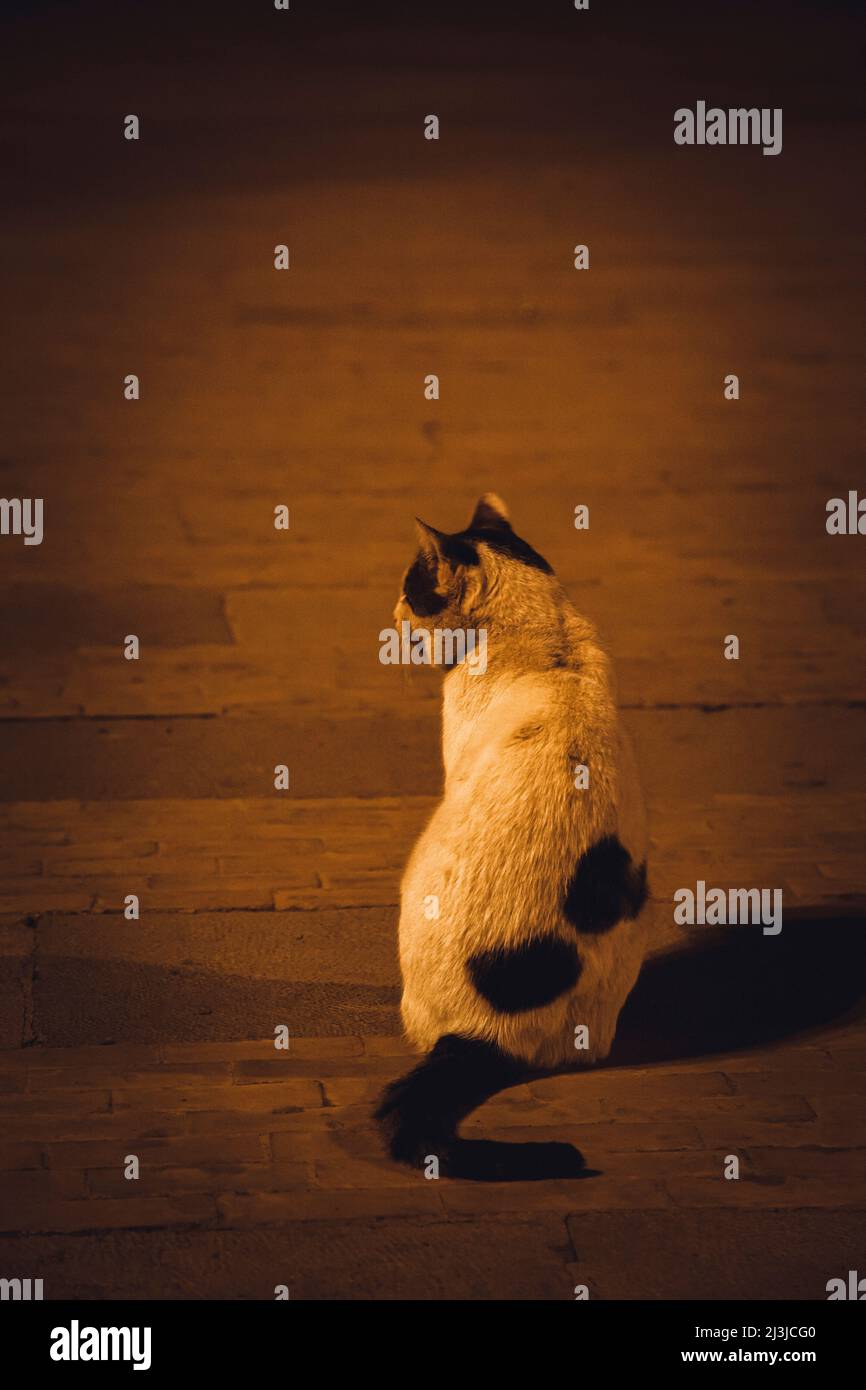 Place des Alaouites, Cat, City, Fez, Maghreb, Marocco, Africa Foto Stock