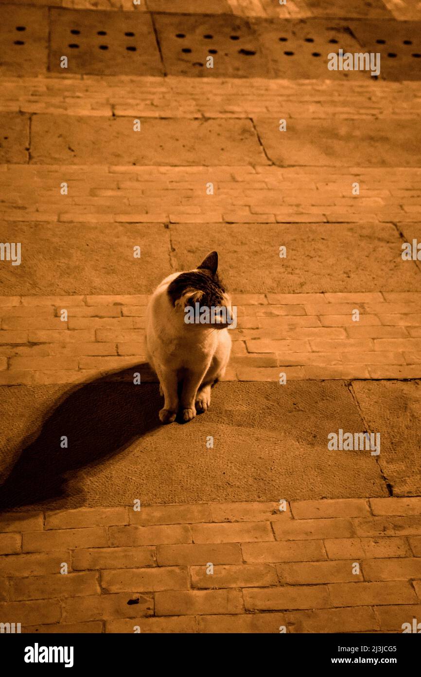 Place des Alaouites, Cat, City, Fez, Maghreb, Marocco, Africa Foto Stock