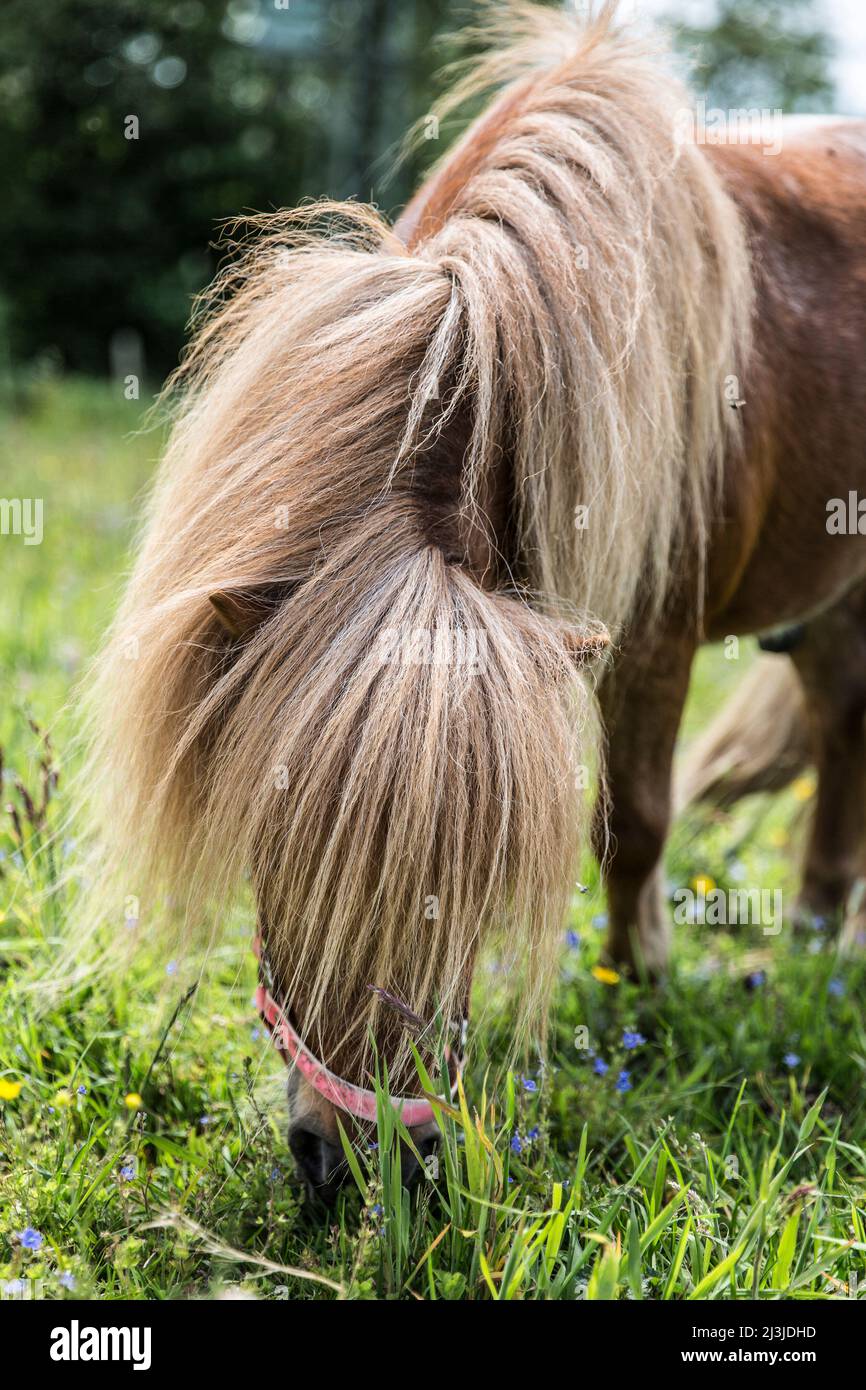 Volpe pony colorato pascolo su prato di fiori in Germania Foto Stock