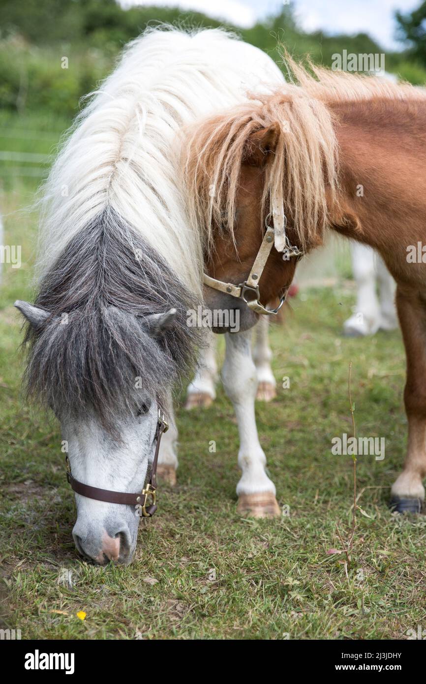Pony di castagno appoggiato alla testa contro un cavallo bianco al pascolo in Germania Foto Stock