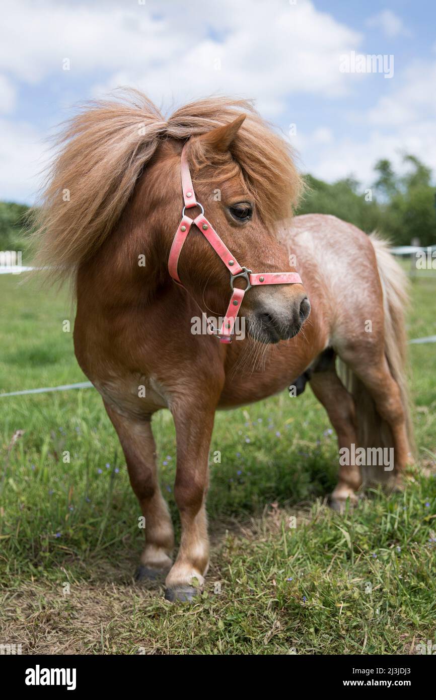 Castagno mini pony stallone nel prato Foto stock - Alamy
