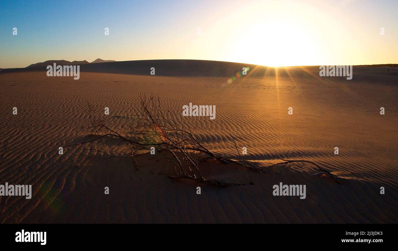 Spagna, Isole Canarie, Fuerteventura, zona delle dune di El Jable, tramonto, raggi solari dietro la duna, rami appassiti in primo piano, cielo azzurro a colore arancione Foto Stock