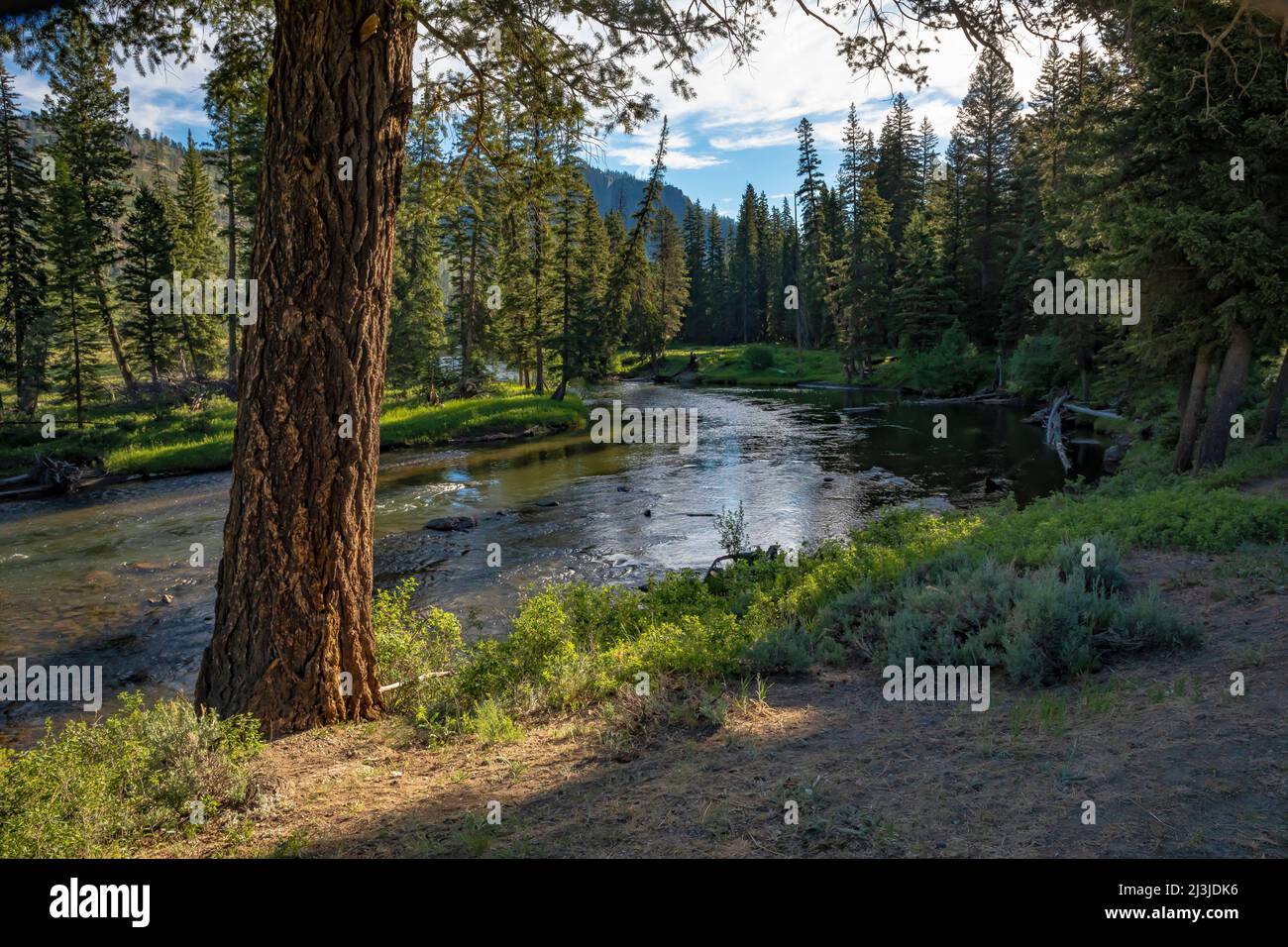 Fiume Soda Butte Creek nelle montagne Absaroka del nord-est del parco nazionale di Yellowstone, USA Foto Stock