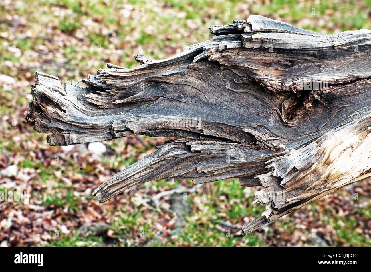 Morte di un tiglio al monumento naturale 'Seven Linden Trees' nel Altmühltal, in Medio Franconia Foto Stock