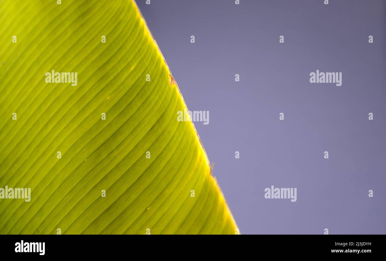 Sfondo texture foglia verde con spazio. Foglia di banana naturale contro pastello blu gradiente astratto. Foto Stock