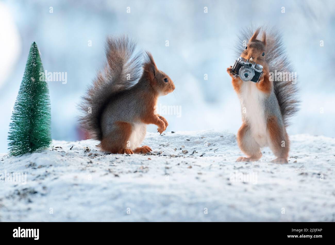 Scoiattolo rosso che tiene una telecamera nella neve Foto Stock