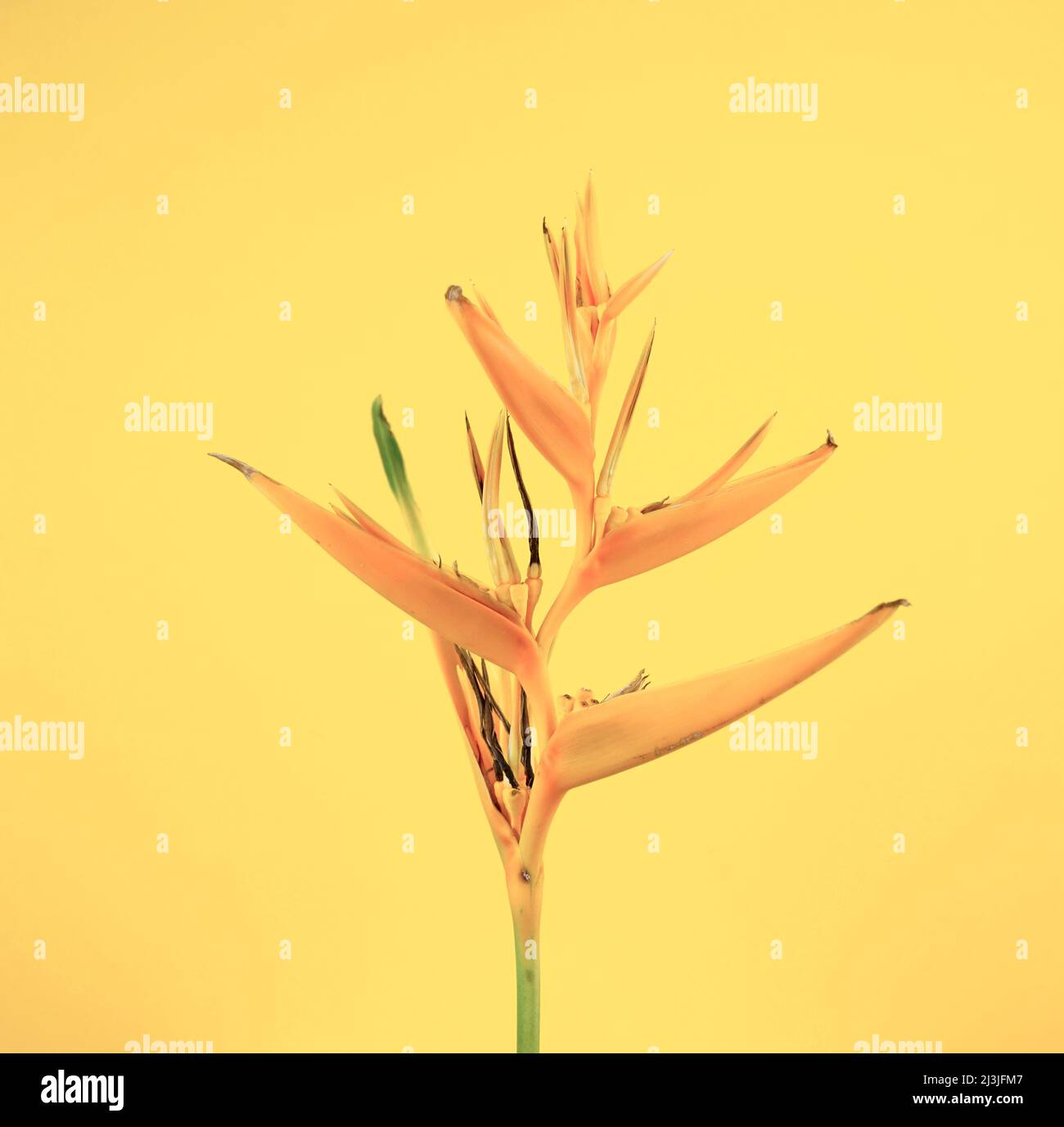 Uccello del paradiso tropicale esotico fiore floreale pianta su sfondo pastello giallo astratto. Arte da parete, arte di qualità minimo fotografia stile immagine. Foto Stock