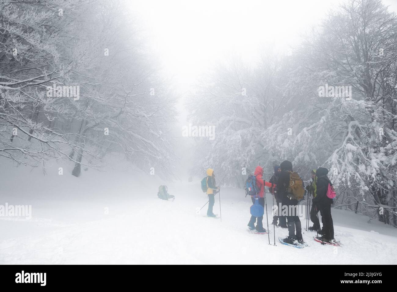 PARCO DEI NEBRODI, SICILIA, ITALIA - 12 GENNAIO 2019: Un gruppo di escursionisti che camminano su sentieri innevati in una giornata di nebbia Foto Stock