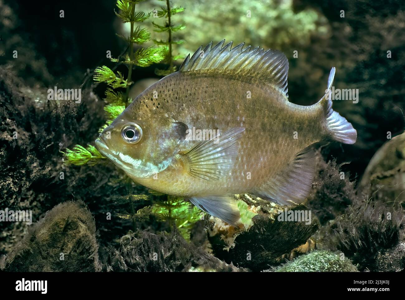 Bluegill, Lepomis macrocirus Foto Stock