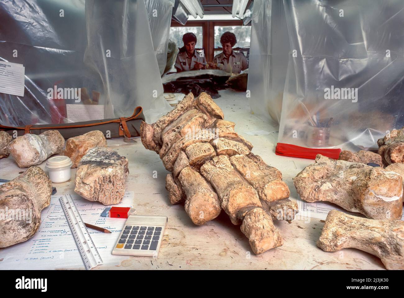 Laboratorio di Paleontologia, piede di mammut colombiano, sorgenti termali di Mammoth, South Dakota Foto Stock