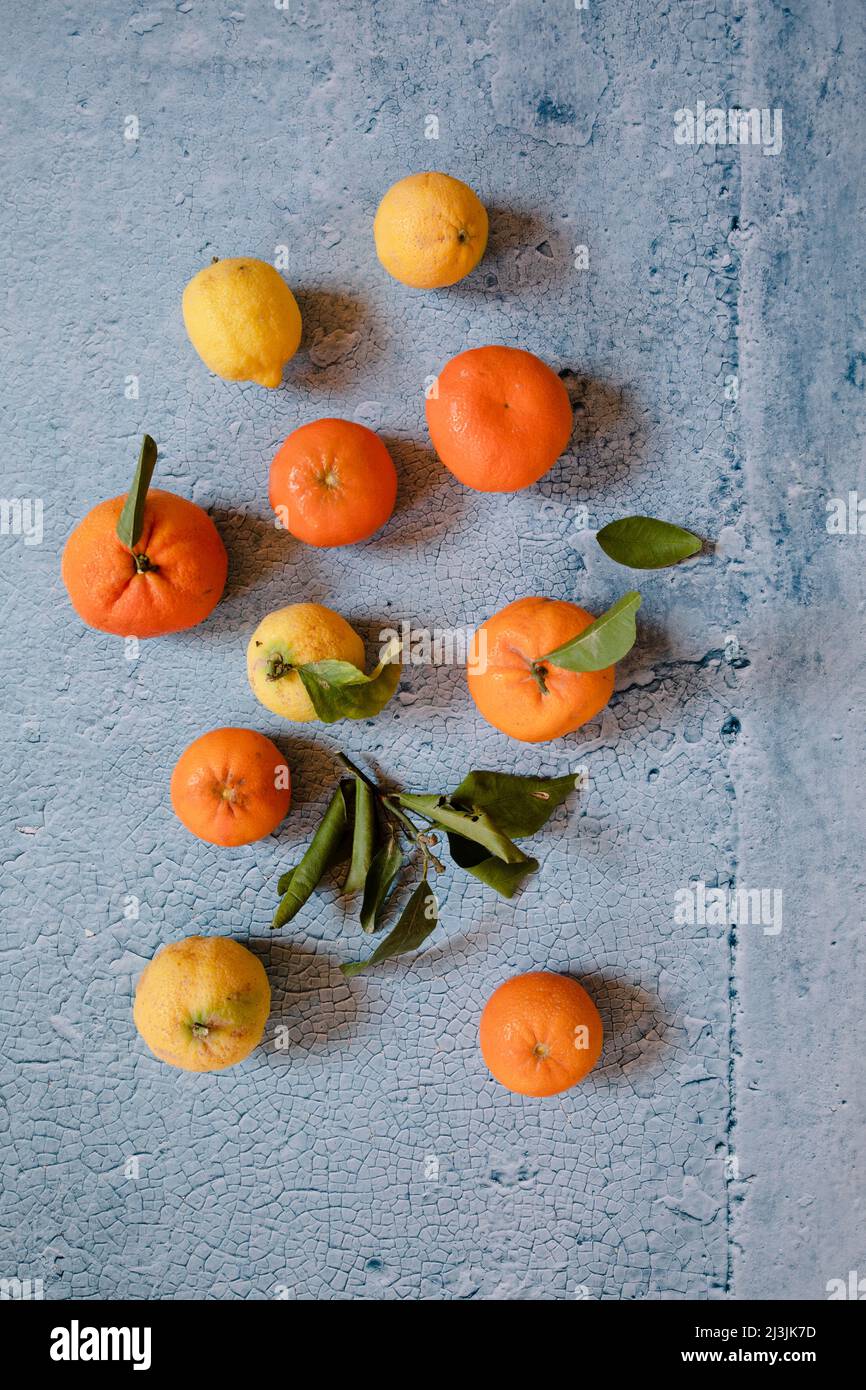 Composizione di limoni, arance e fiori Still Life su sfondo blu Foto Stock