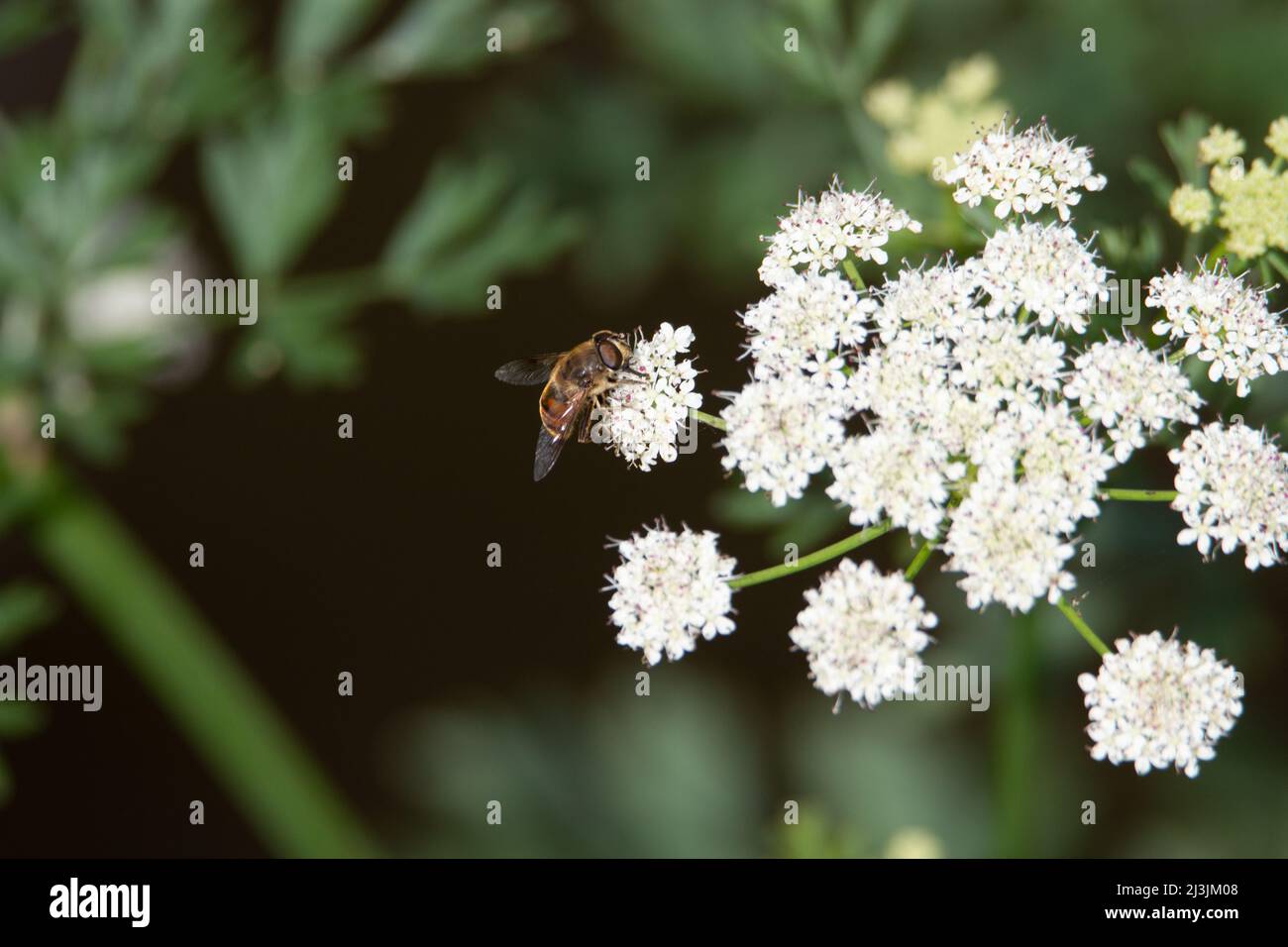 mosca marrone dagli occhi grandi che riposa su un fiore bianco selvaggio con sfondo verde naturale Foto Stock