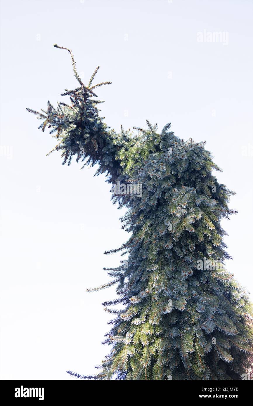 Picea omorika 'Pendula Brun' abete serbo. Foto Stock