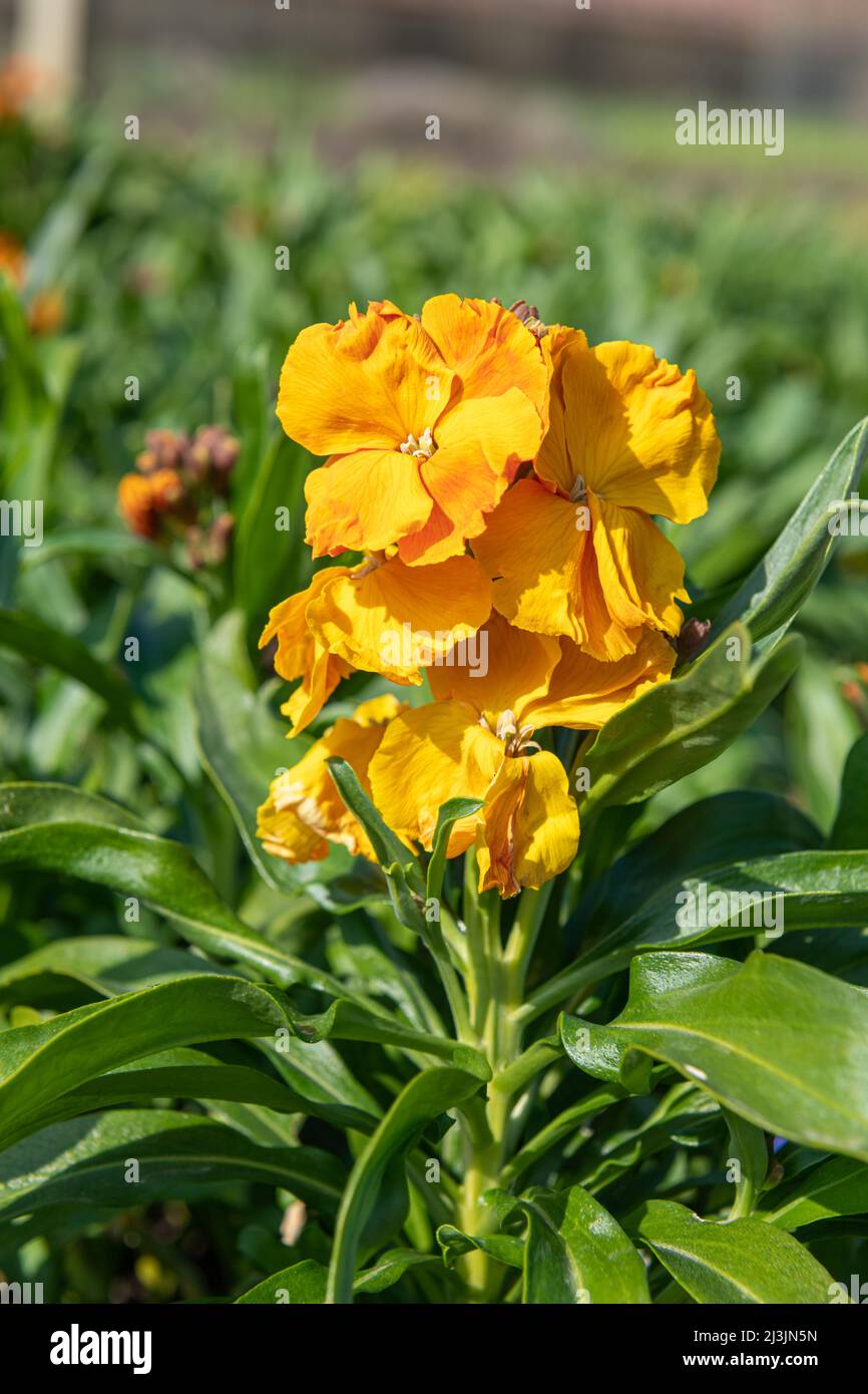Primo piano di fiori arancioni (erysimum cheiri) in fiore Foto Stock