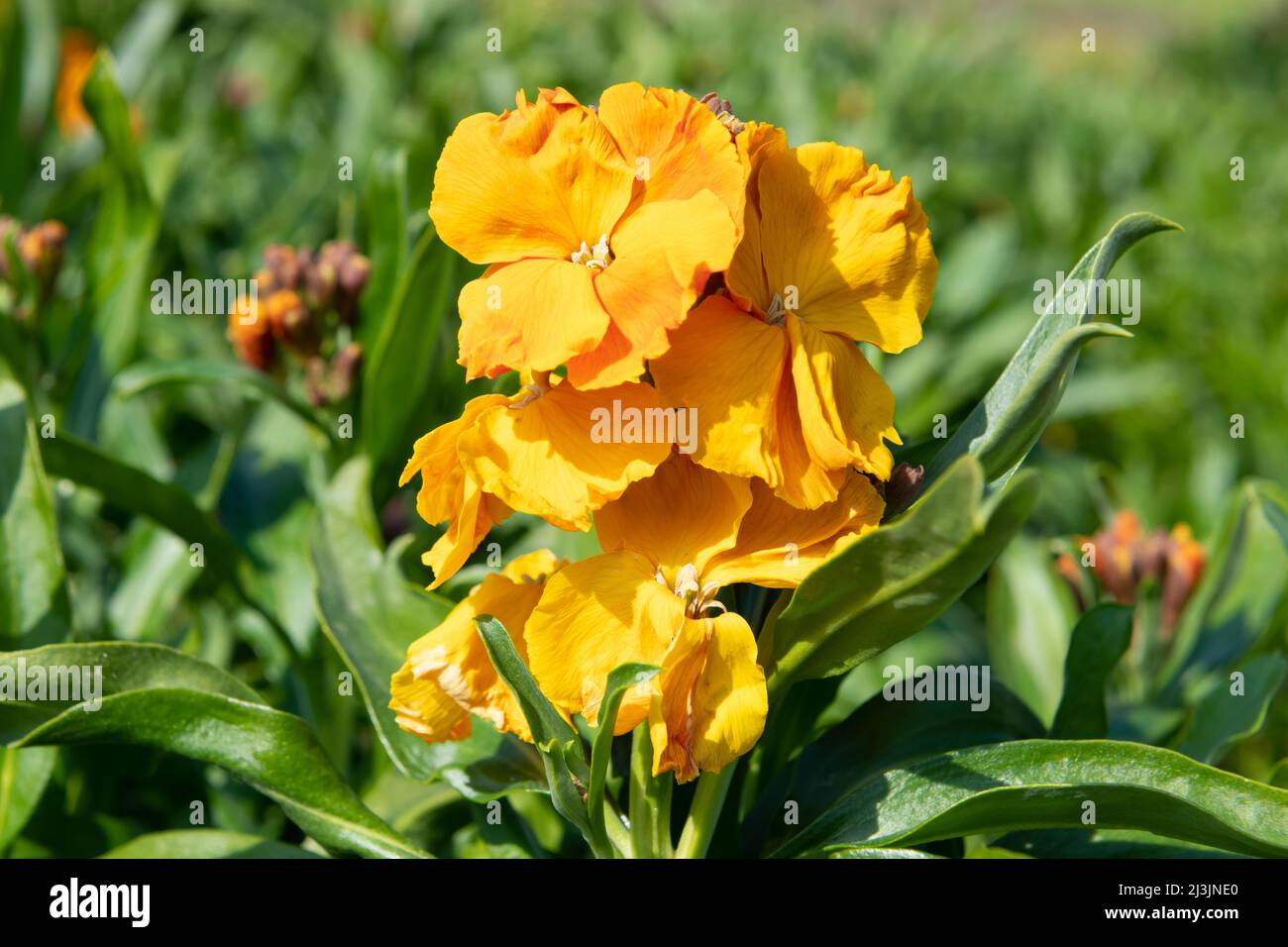 Primo piano di fiori arancioni (erysimum cheiri) in fiore Foto Stock