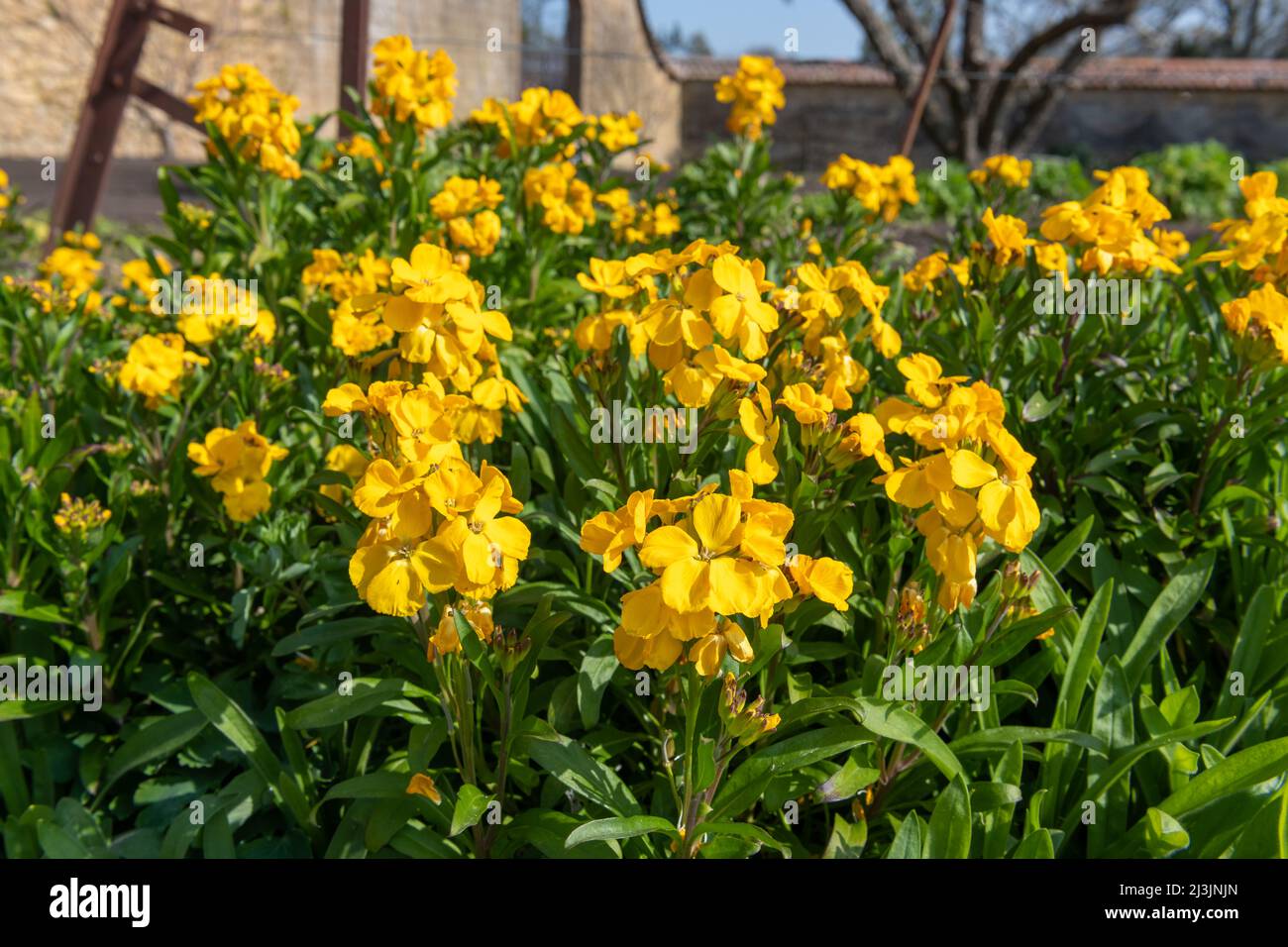 Primo piano di fiori gialli (erysimum cheiri) in fiore Foto Stock