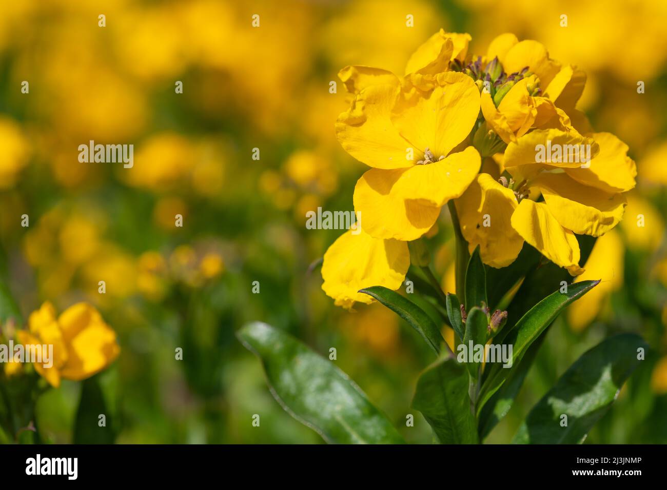 Primo piano di fiori gialli (erysimum cheiri) in fiore Foto Stock