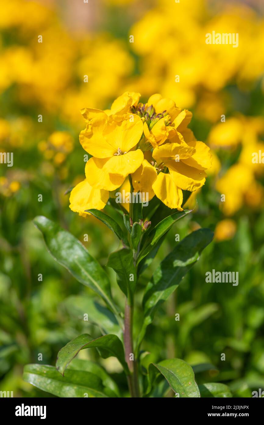 Primo piano di fiori gialli (erysimum cheiri) in fiore Foto Stock