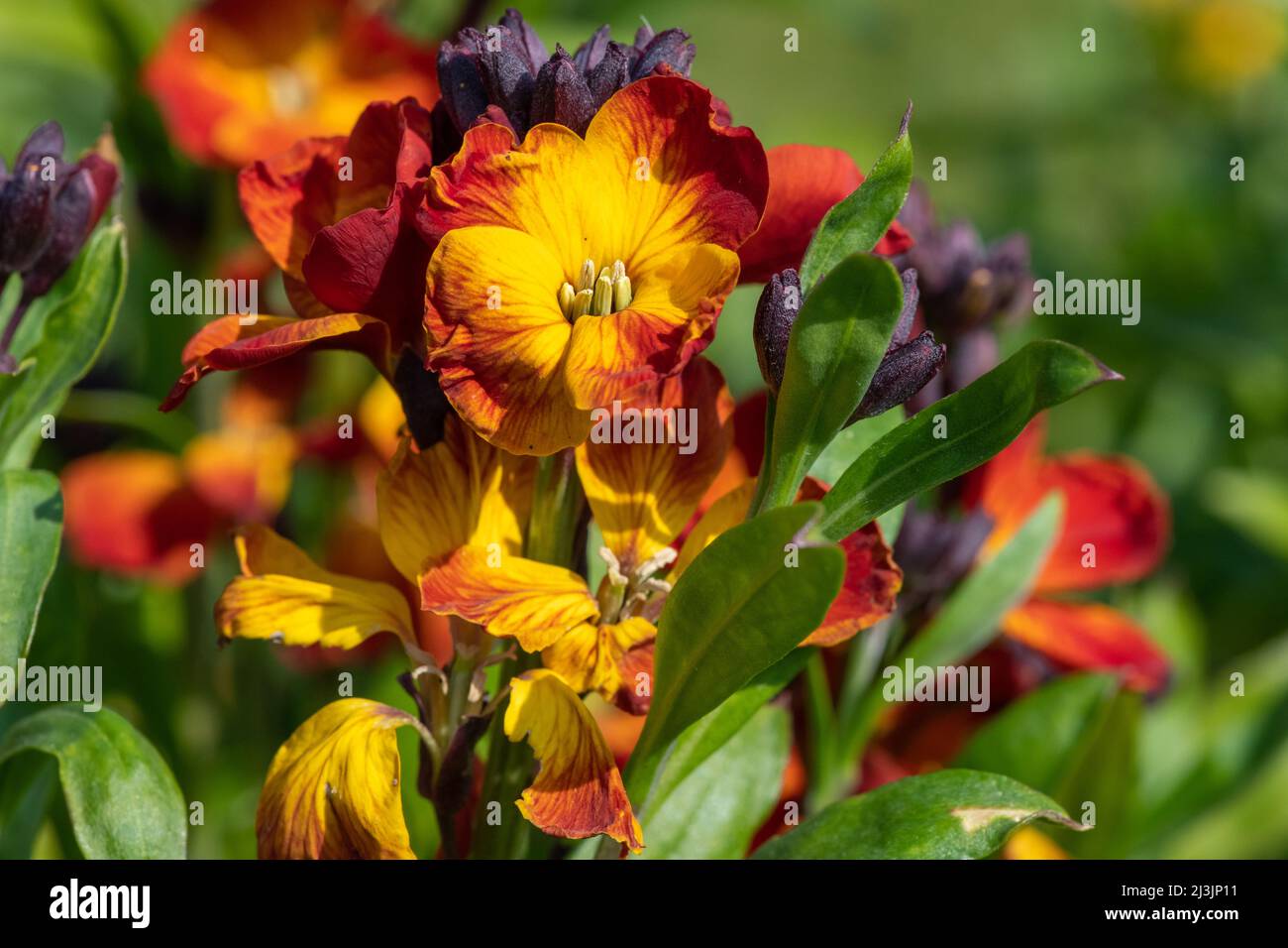 Primo piano di fiori rossi (erysimum cheiri) in fiore Foto Stock