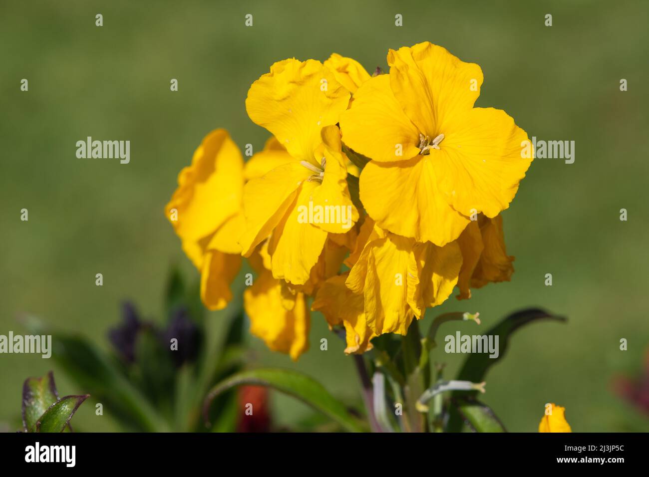 Primo piano di fiori gialli (erysimum cheiri) in fiore Foto Stock